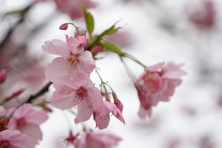 Wuhan, kirsebærtre blomstrer, rosa