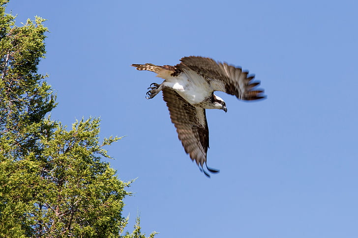 burung, Osprey, terbang, satwa liar, alam, burung raptor, langit