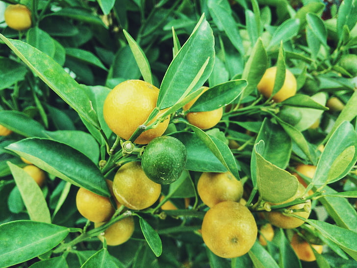 лимоны, дерево, фрукты, цитрусовые, Сельское хозяйство, завод, питание