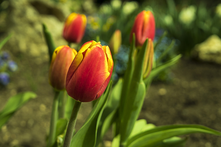 tulipes, Tulipa, primavera, flor, flors, vermell, natura
