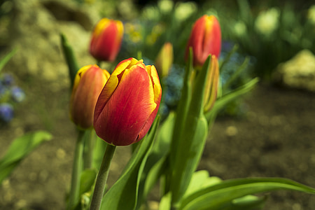 tulipani, Tulipan, pomlad, cvet, cvetje, rdeča, narave