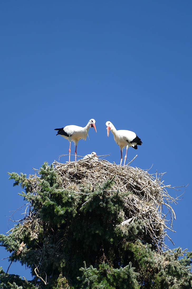 storks, treetop, nest cherish, young, bird park, walsrode, park