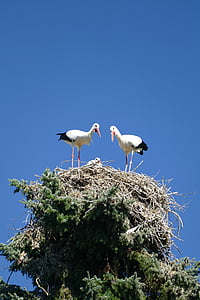 gólyák, fa teteje, fészek kedvel, fiatal, madár park, Walsrode, Park