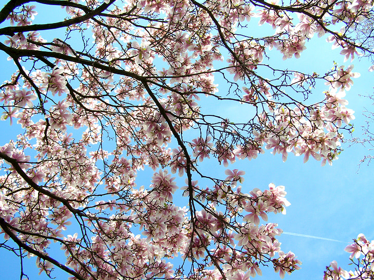kvitnúce tulip strom, Magnolia, modrá obloha