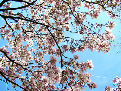 blomstrende tulip tree, Magnolia, blå himmel