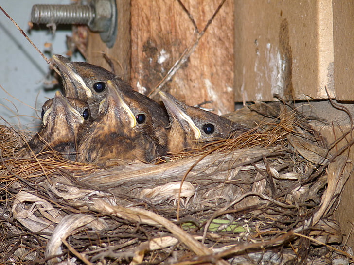 Merel, baby 's, in, nest