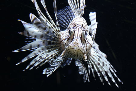 red fire fish, lionfish, fish, pteroinae, pteroini, lion fish, bream