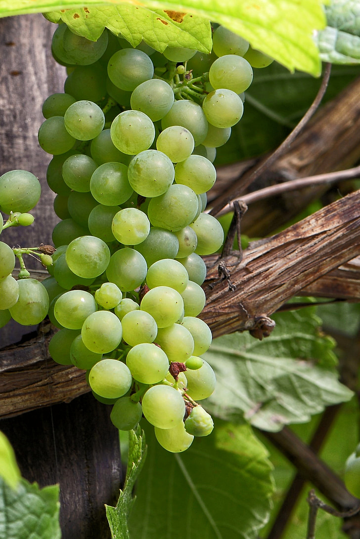 zelena grožđa, grožđe, vinove loze, vino, voće