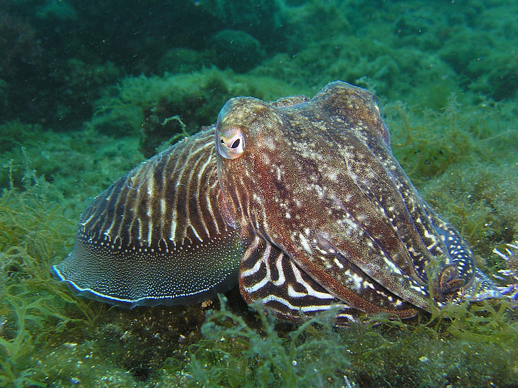 calamar, Octopus, bajo el agua, animal, sepia, buceo, Croacia