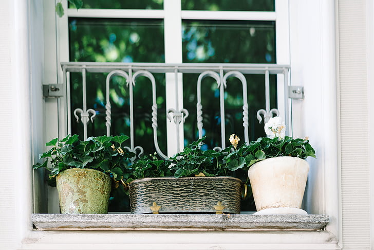 decorazione, fiori, pentola, piante in vaso, finestra