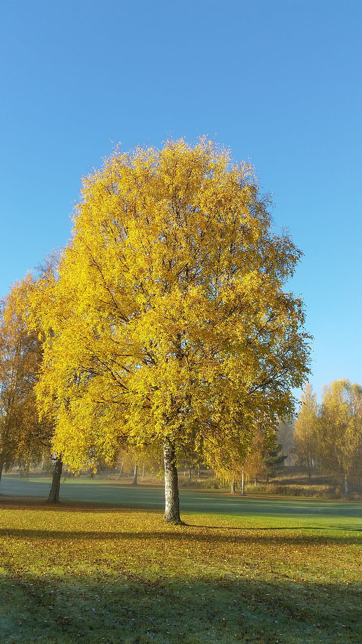 drvo, žuta, jesen, plavo nebo, Zlatna jesen, jesenje lišće