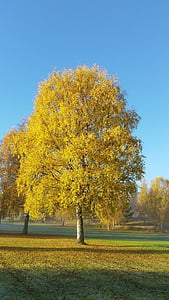 árvore, amarelo, Outono, céu azul, Outono dourado, folhas de outono