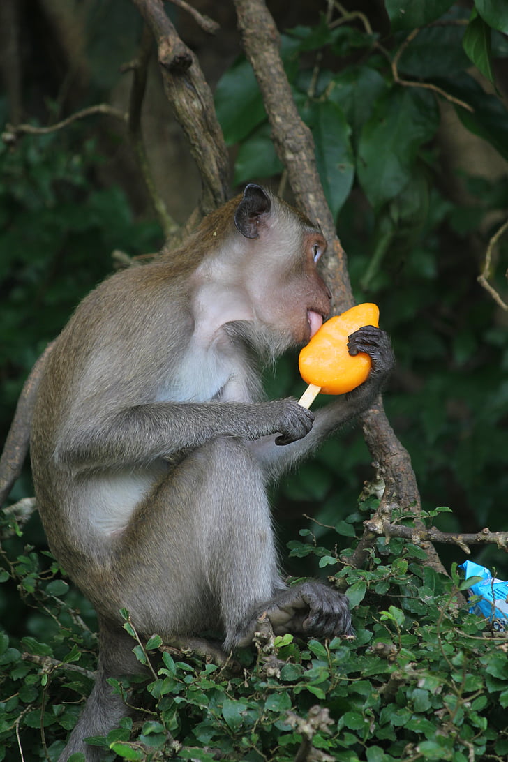 lang suan, chumphon, thailand, monkey licking an ice-lolly