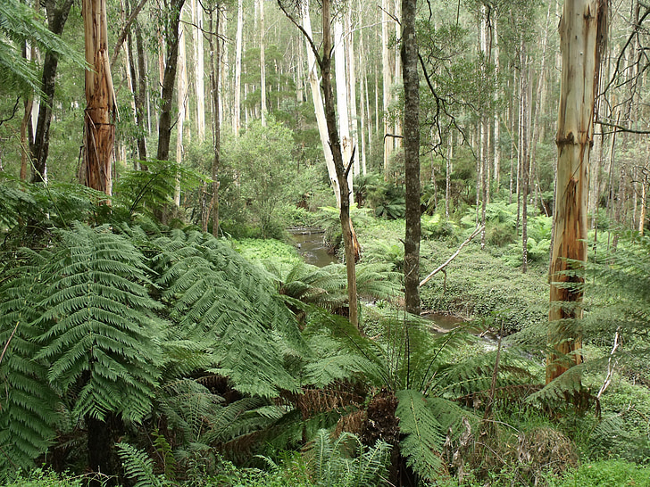 rừng mưa nhiệt đới, urzeitlich, dương xỉ, Victoria
