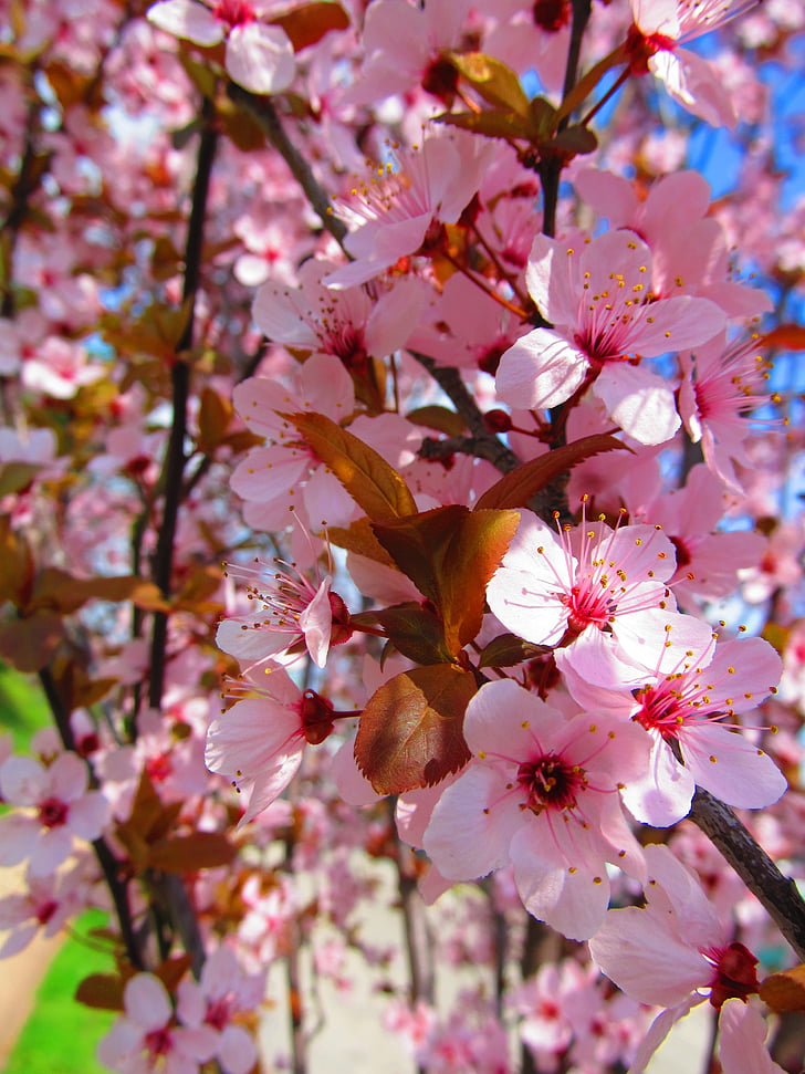 flor, natureza, -de-rosa, floral, flor, flor, fresco