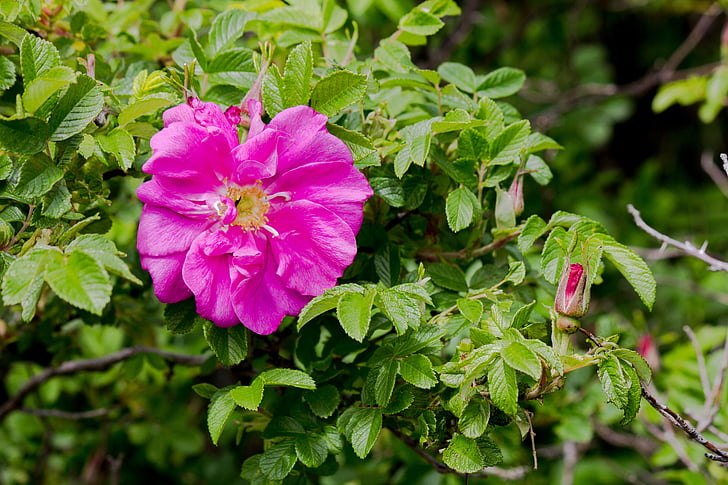 roses salvatges, l'estiu, flor, natura, verd, arbust, Rosa