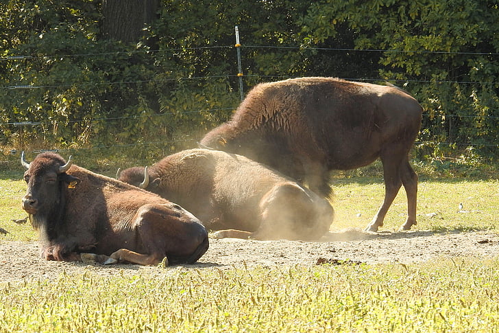 bison, Wild, Amerikaanse buffalo, wilde runderen, Deer park