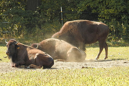Bison, selvagem, búfalo americano, gado bravo, Deer park