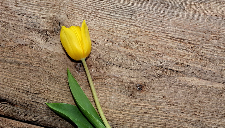flower, yellow flower, tulip, schnittblume, plant, spring flower, yellow