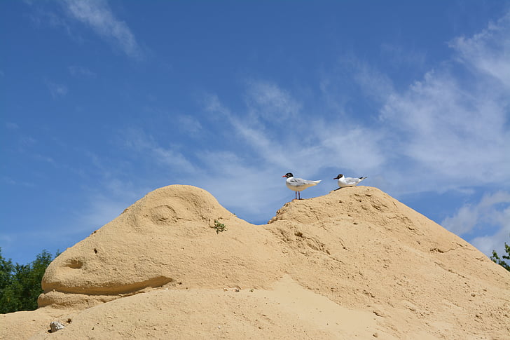 sand, birds, sculpture, sky, nature, animals