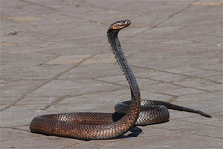 kígyó, Marokkó, kígyó elbűvölő, hely, Marrakech, hüllő, egy állat