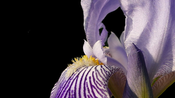 Iris, Blossom, Bloom, blå, blomst, natur, plante