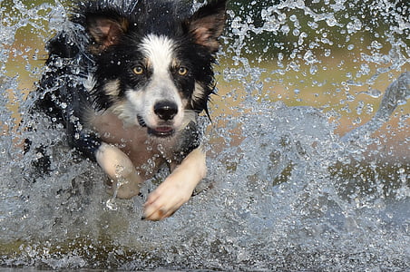 melompat, air, anjing gembala Inggris, musim panas, anjing, hewan peliharaan, border collie