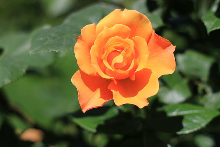 rose, white, flower, plant, nature, flowers, green