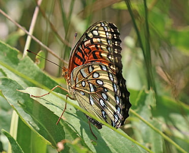 nokomis parelmoervlinder, vlinder, plant, insect, vleugels, macro, kleurrijke