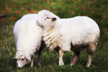 con cừu, Trang chủ, động vật, đồng cỏ, cỏ, mùa thu, Slovakia