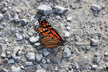 Monarch butterfly, Motyl, Milkweed motyl, Monarcha, owad, danainae, rusałkowatych