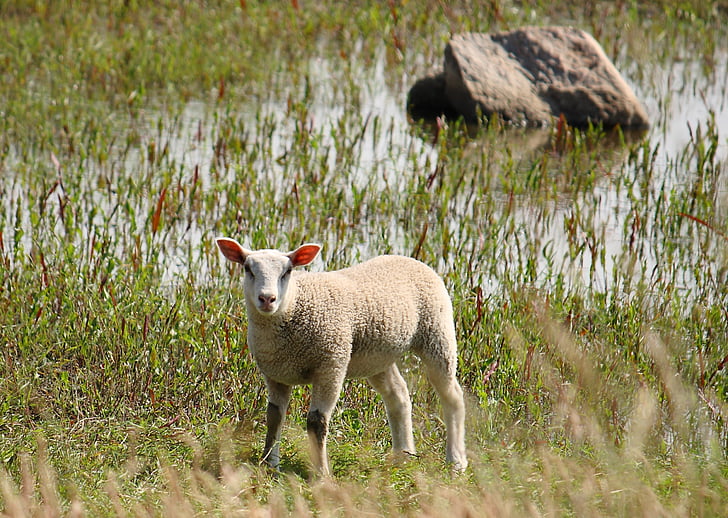 lamb, sheep, country, natural, nature, grass, animal