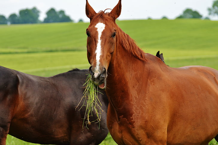 paarden, voor twee, koppeling, hengst, eten, paddock, bruin