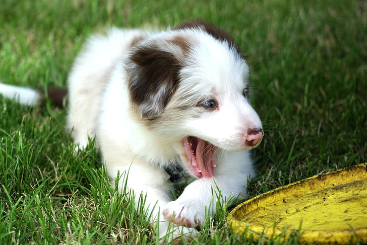 hond, kleine, puppy, leuk, grens, huisdieren, gras