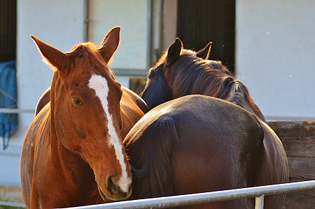 horses, togetherness, cute, horse, ride, reiterhof, animals