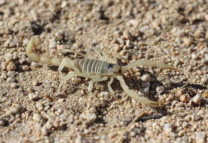 scorpion gigant păros, faunei sălbatice, sălbatice, alb, hadrurus arizonensis, otrăvitoare, Stinger