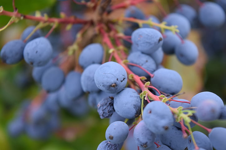 берберис, mahonia bealei, плодове, rowanberries, природата, Буш, синьо