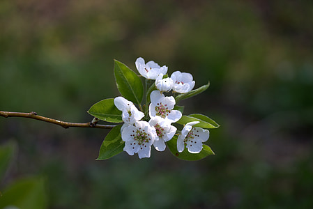 Hoa, Tháng ba, mùa xuân, cánh hoa, Bud