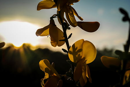 ハリエニシダの花, ほうき, バックライトします。, 太陽, シャドウ, lichtspiel, ブロッサム