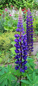 lupins, blue, spring, garden, flowers, plant