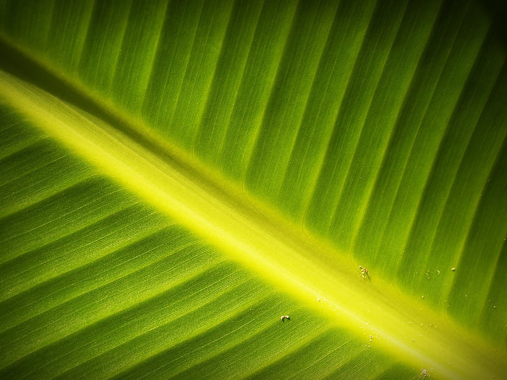 leaf, background, lines, foliage, photosynthesis, natural, grow