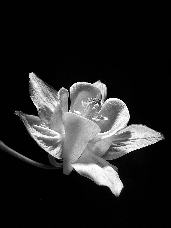 flower, macro, black and white, blossom, garden, petal, plant