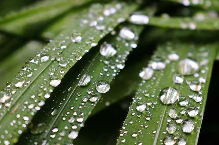 lietaus lašai, Rasos, lapai, vandens lašus, žalia