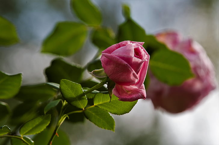 Rózsa, rózsaszín, Pink rose, rózsa virágzik, Blossom, Bloom, kerti rózsák