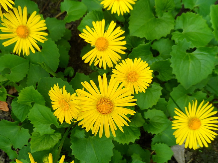flowers, garden, yellow, flower, summer, color, nature