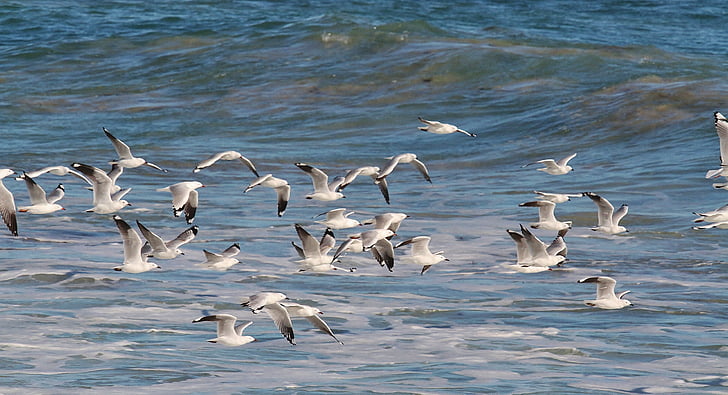 gulls, birds in flight, seagull, sea, blue, flight, nature