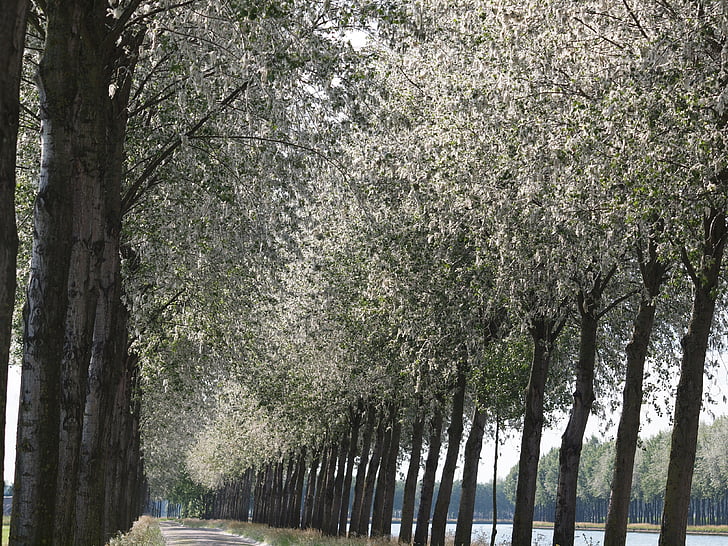 trees, landscape, nature