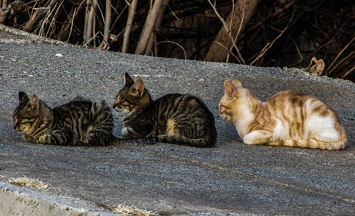 mačky, túlavé, v rade, tri, milý, skupina, odpočíva