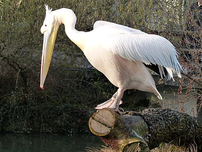 Pelikan, oiseau, blanc, animal, aile, projet de loi