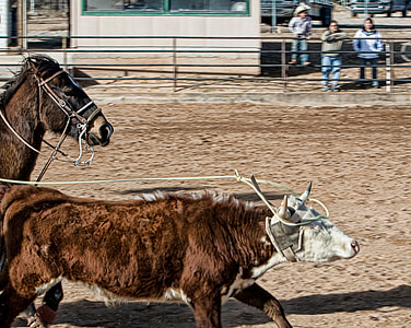 horse, cow, roping, western, animals, agriculture, ranch